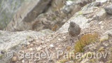 Video of Alpine Accentor - Alpine Accentor finding insects in the top of the mountain.